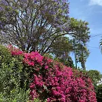 Casa Buganvilia * Funchal (Madeira)