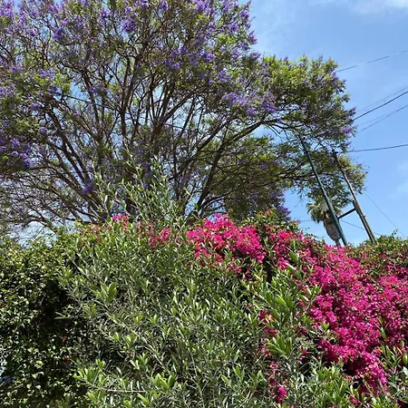 Holiday home Casa Buganvilia Funchal (Madeira)