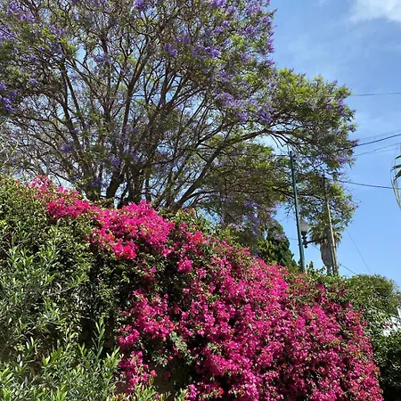 Casa Buganvilia * Funchal (Madeira)